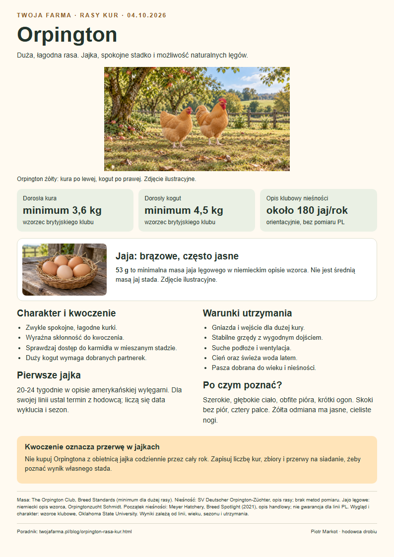 Karta rasy Orpington: kura i kogut, nieśność, waga i kwoczenie