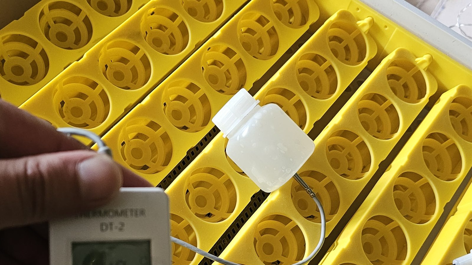 Sonda termometru włożona do butelki 50 ml z żelem na wysokości jaj w inkubatorze